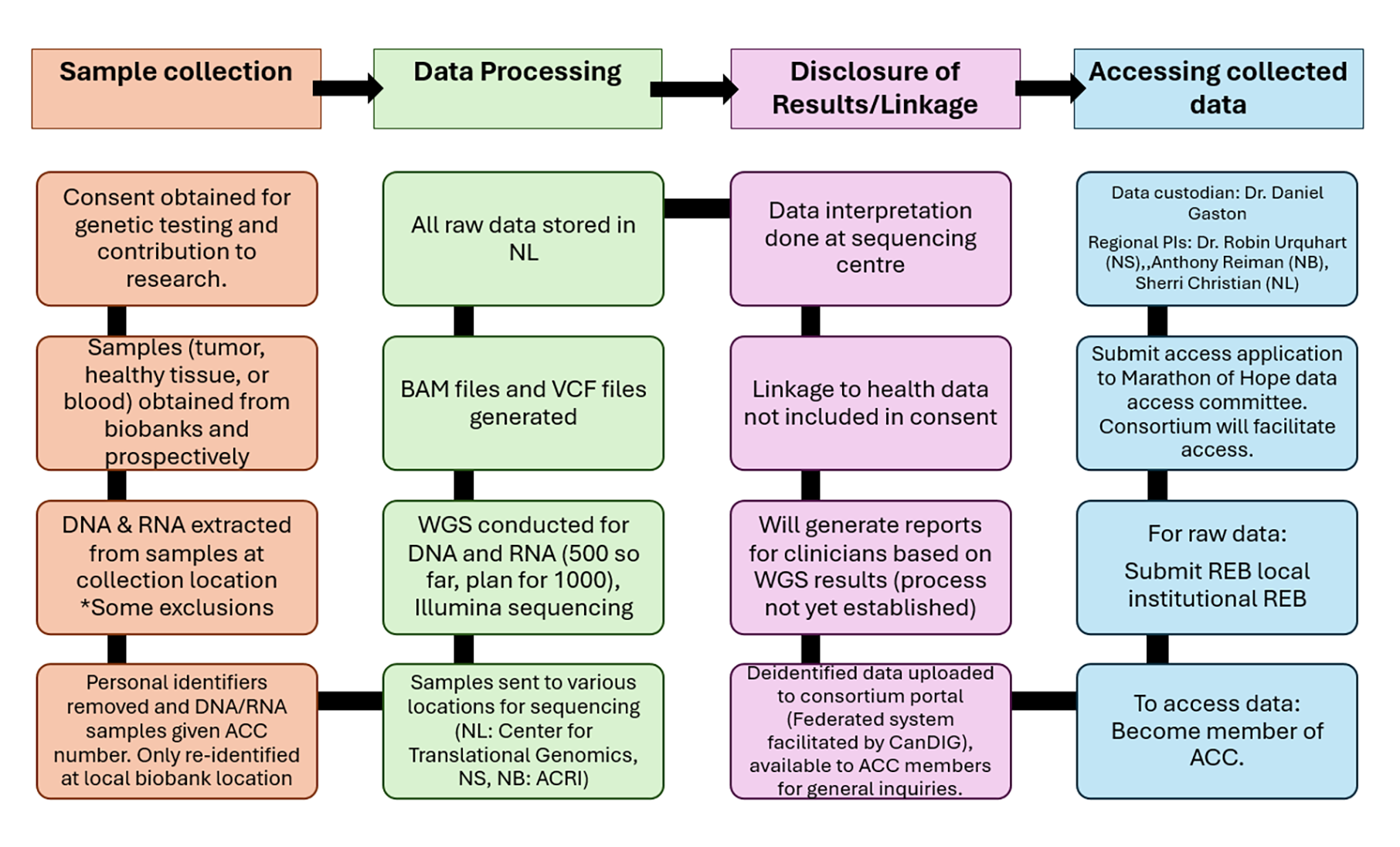 The process of how the Atlantic Cancer Consortium’s (ACC) genomic samples were initially collected, analyzed, stored, and reported, as well as how to access it for secondary use. Consent for genetic testing and research use was collected, and DNA and RNA was extracted from tumour and blood samples. DNA and RNA were deidentified and given an ACC number. The deidentified samples analyzed for the ACC and BAM and VCF files were produced after analysis, and raw data are stored in the NL ACC repository. Accessing raw data requires REB approval and an access application to the Marathon of Hope data access committee.