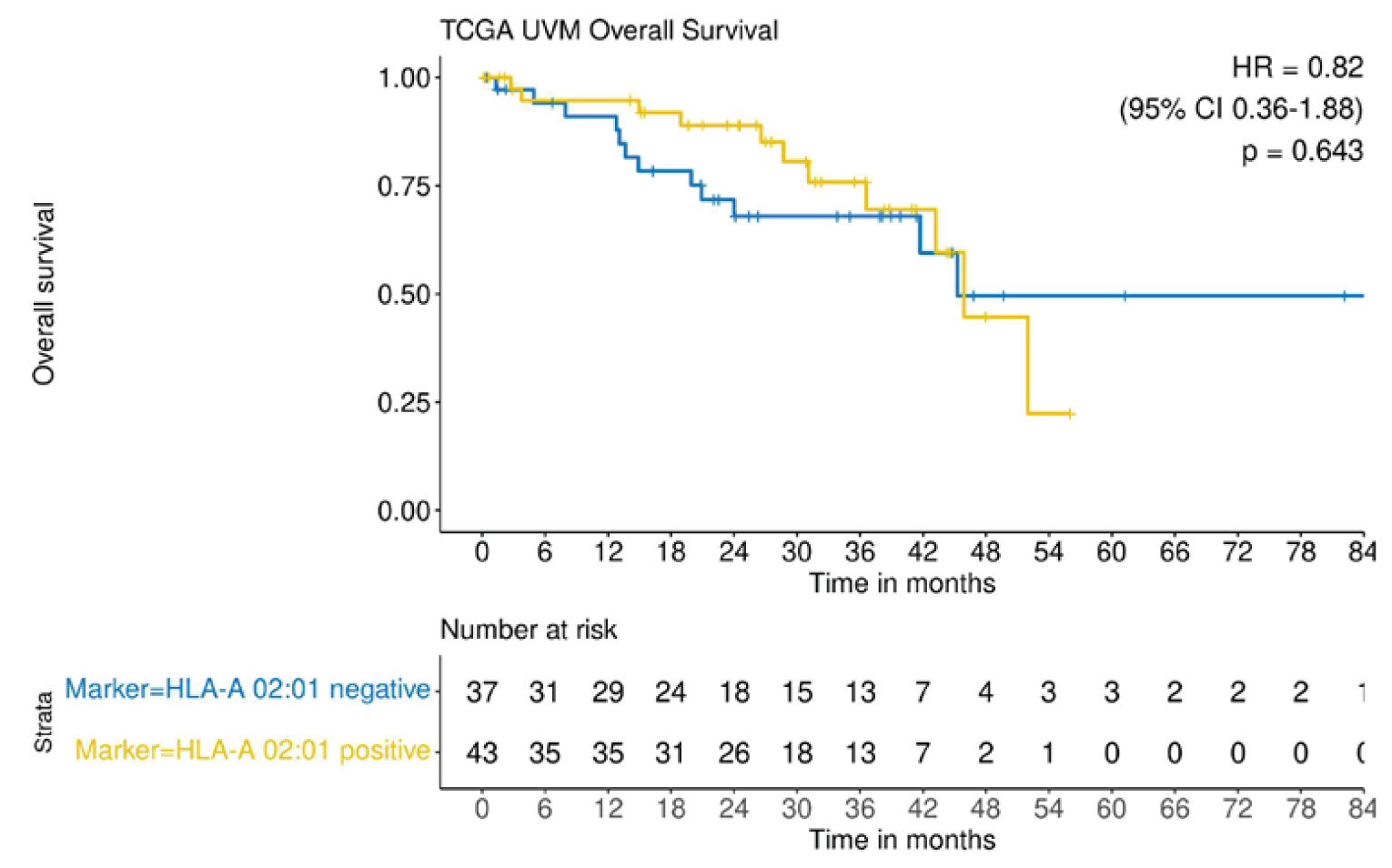Kaplan-Meier graph of overall survival curves for HLA-A*02:01-positive and HLA-A*02:01-negative patients with mUM. The curves diverge at approximately 6 months, with the HLA-A*02:01-positive group above the HLA-A*02:01-negative group. The curves cross at approximately Week 45 and then diverge, with the HLA-A*02:01-negative group above the HLA-A*02:01-positive group.