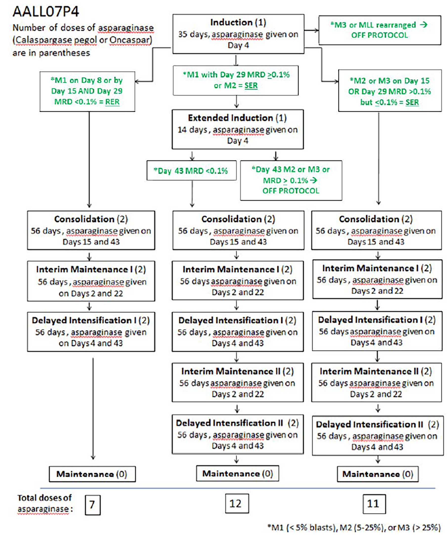In the COG AALL07P4 study, patients received a single dose of study drug at induction (given on day 4 for 35 days), followed by consolidation (given on days 15 and 43 for 56 days), interim maintenance I (given on days 2 and 22 for 56 days), delayed intensification I (given on days 4 and 43 for 56 days), and maintenance (no doses). Treatment was stratified based on patients’ early response status. Patients with a M1 bone marrow status on day 8 were considered rapid early responders. Patients with a M2 or M3 bone marrow status on day 15 were considered slow early responders; patients with at least 0.1% and fewer than 1% detectable blasts by flow cytometry on day 29 were considered slow early responders regardless of morphology. Patients with a M2 bone marrow status or with M1 bone marrow status of at least 0.1% at day 29 received extended induction (given on day 4 for 14 days). Rapid early responders received a single phase of interim maintenance and of delayed intensification (for a total of 7 doses of asparaginase), whereas slow early responders received 2 phases of interim maintenance and of delayed intensification (for a total of 11 doses of asparaginase or 12 doses of asparaginase among patients receiving extended induction).
