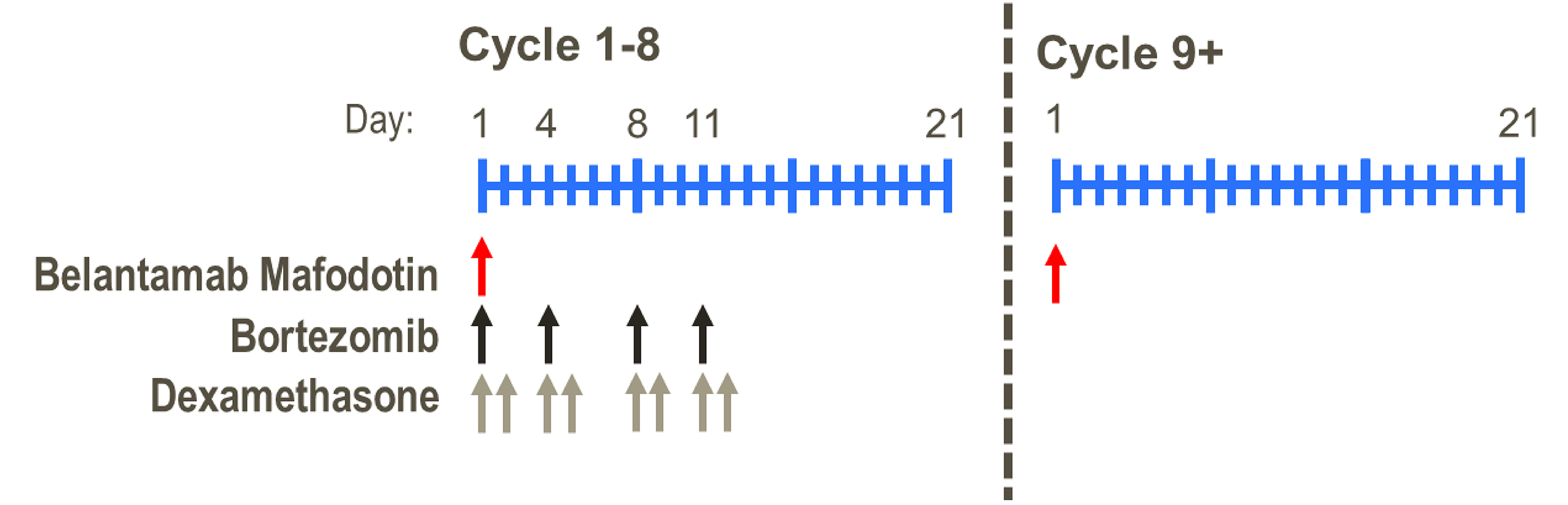 The figure presents the dosing schedule for patients receiving BVd in the DREAMM-7 trial. Bortezomib was administered subcutaneously at a dose of 1.3 mg/m2 on day 1, day 4, day 8, and day 11 of each 21-day cycle for a total of 8 cycles.