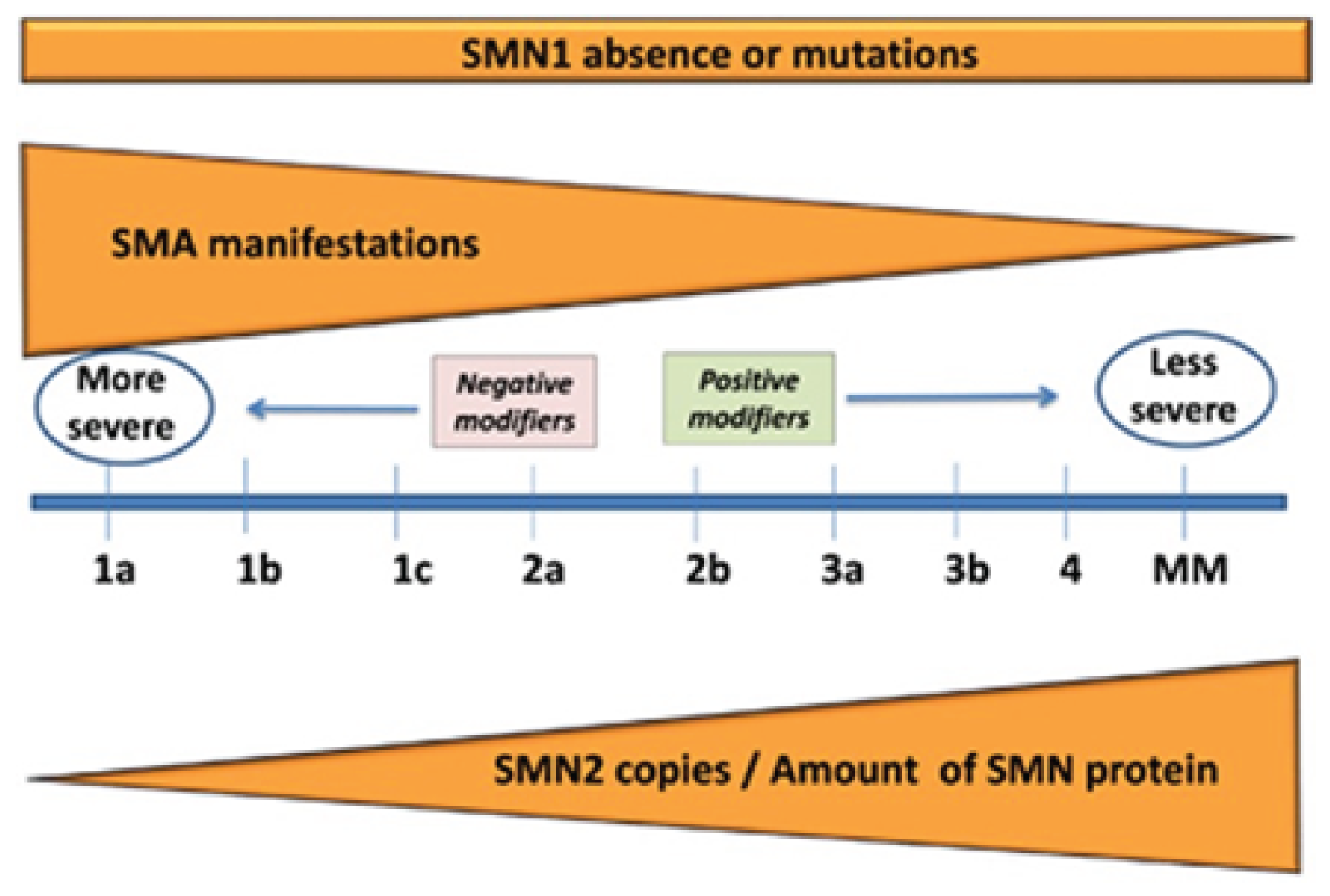Spectrum of SMA manifestation based on type, where type I is associated with more severe disease, and type IV is associated with less severe disease. Within this spectrum, the more severe the disease, the fewer copies of SMN2 there are, less amount of SMN protein is available.