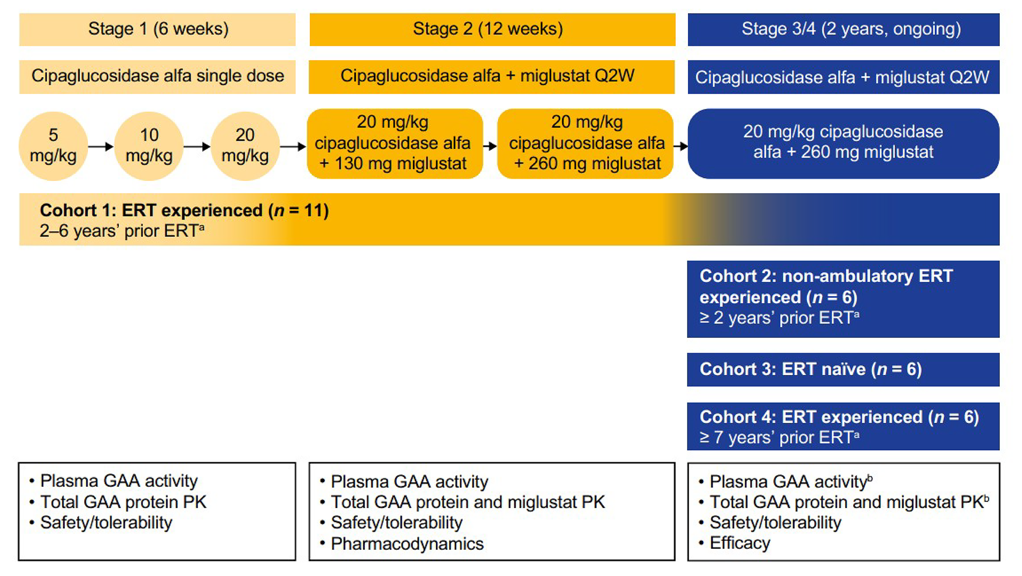 A schematic diagram depicting the study design of ATB200-02. Patients in cohort 1 received cipaglucosidase alfa as a single drug in ascending doses in stage 1. In stage 2, cohort 1 received cipaglucosidase alfa 20 mg/kg plus miglustat 130 mg or 260 mg for 3 consecutive doses until an appropriate regimen had been determined. In stage 3, the additional cohorts of patients who were nonambulatory (cohort 2), ERT naive (cohort 3), and ERT experienced (cohort 4) were enrolled. In stages 3 and 4, all cohorts received cipaglucosidase alfa 20 mg/kg coadministered with miglustat 260 mg.
