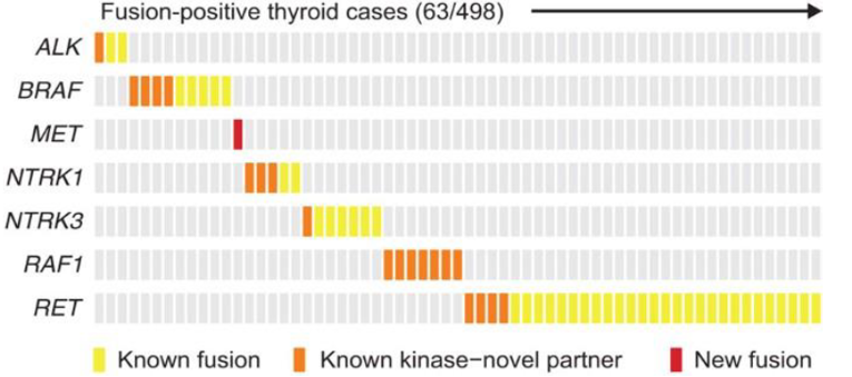 Figure showing the analysis on Mutual Exclusivity of Fusions done in thyroid cancer. All samples harbouring a recurrent kinase fusion in any of the genes indicated on the left column (including ALK, BRAF, MET, NTRK1, NTRK3, RAF1, and RET) are displayed on the x axis. The types of fusion are differentiated as kinase fusions that have been described previously in thyroid cancer, kinase fusions in which the partner gene is novel, and novel recurrent kinase fusions. In all cases, the presence of a kinase fusion is exclusive of any other fusion involving kinases recurrently fused.