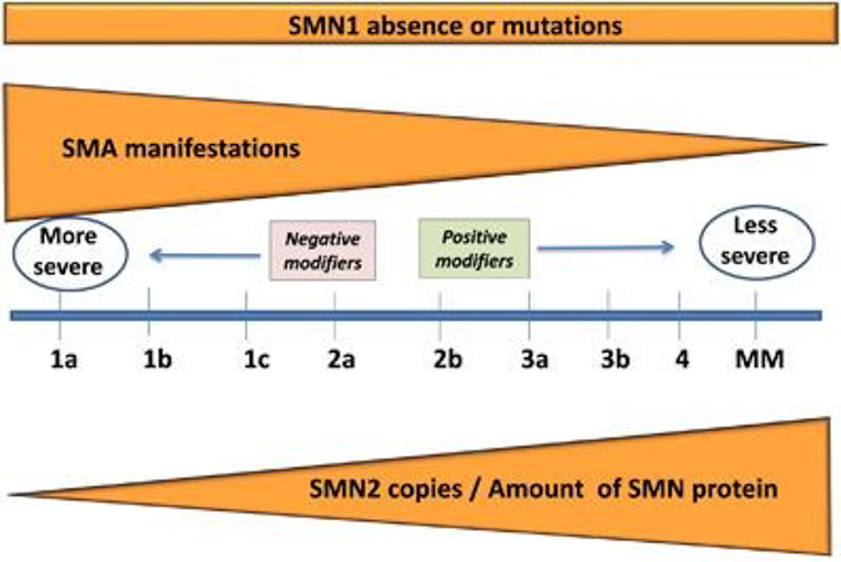 The phenotypes of SMA are presented as a continuous spectrum. Despite genetic confirmation of SMN1 absence or mutations in all patients with SMA, presentation ranges from neonates with severe disease (type 1A) to adults with minimal manifestations depending on the number of SMN2 copies and full-length protein produced by each patient, which are modulated by negative or positive modifiers of phenotype.