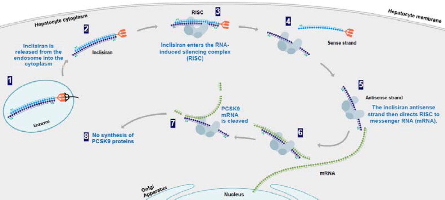 Mechanism of action of inclisiran in the cytoplasm of hepatocytes. Inclisiran is released from the endosome into the hepatocyte cytoplasm, and enters the RNA-induced silencing complex, where the sense strand is separated from the antisense strand. The inclisiran antisense strand then directs the RNA-induced silencing complex to the messenger RNA where it is cleaved, resulting in the inability to synthesize PCSK9 protein.